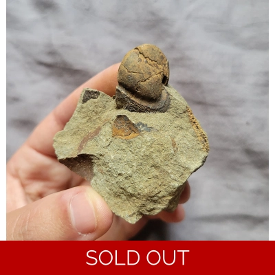 Large Rare Mysterious Fossil Shell From The Ordovician Of Scotland British UK